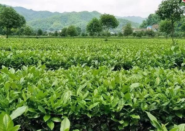 【產(chǎn)業(yè)立市　桃源在行動】喜訊！桃源這2家富硒企業(yè)入選2019湖南省級工業(yè)旅游示范點