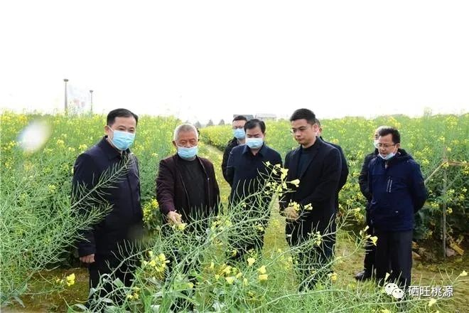 縣人大常委會(huì)主任江志暉帶隊(duì)調(diào)研富硒油茶、油菜高產(chǎn)技術(shù)